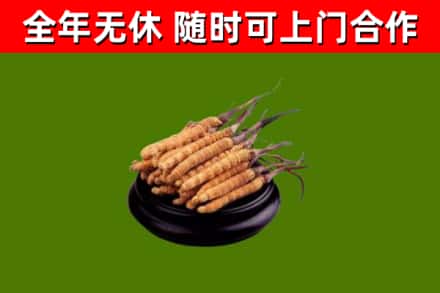 鹿邑回收散虫草
