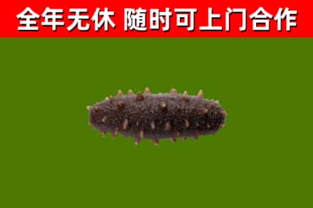 鹿邑烟酒回收干海参.jpg